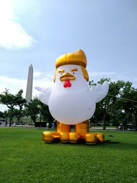 Chicken TACO Trump