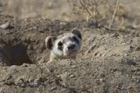 Black-footed Ferret, one of the most endangered animals in the United States.